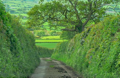 Protection of Hedgerows | Helen Grant