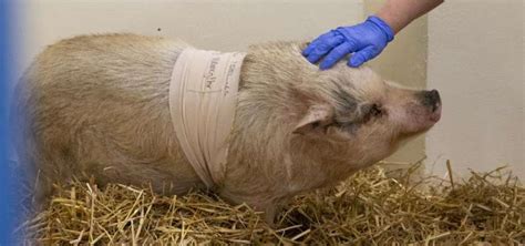 First total ear canal removal surgery performed on pig – VectorsJournal