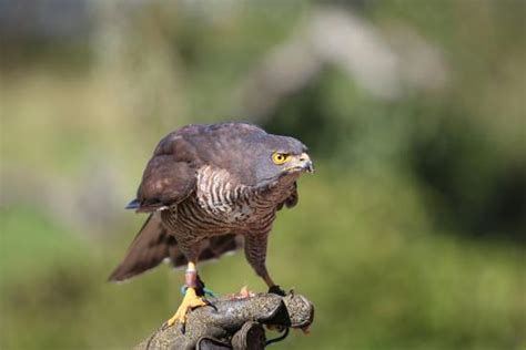 African Birds Of Prey