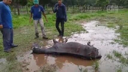 Cavalo vítima de maus tratos é sacrificado em Catanduva São José do