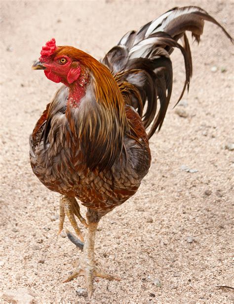 Rooster Breeds List