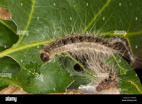 Chenille Processionnaire Du Ch Ne Eichen Prozessionsspinner