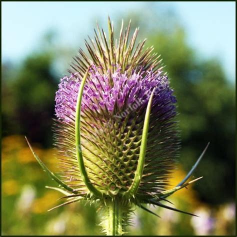 Buy Teasel Dipsacus Fullonum From Norfolk Herbs