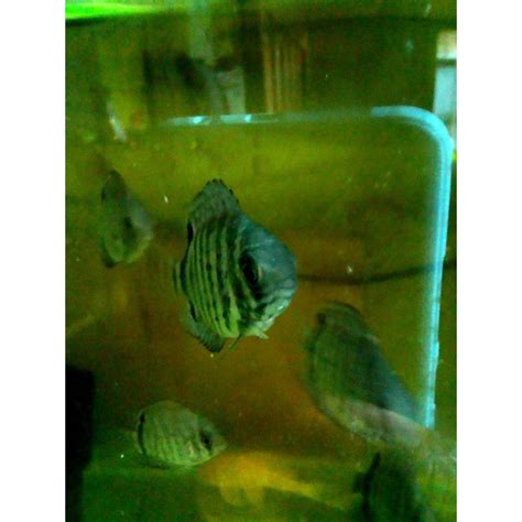 Jual Ikan Green Severum Shopee Indonesia