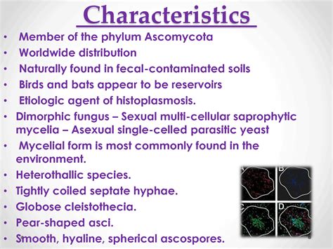 SOLUTION: Histoplasma capsulatum ppt 1 - Studypool