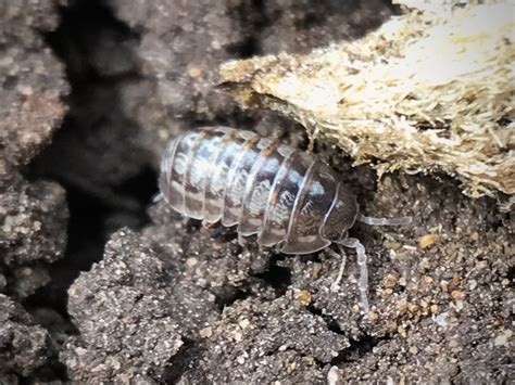 Common Pill Woodlouse From Wood Creek Arlington TX US On March 17