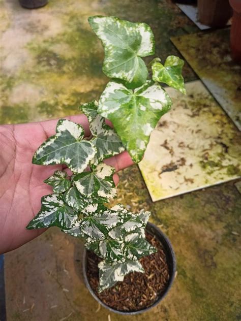 HEDERA HELIX VARIEGATED, Furniture & Home Living, Gardening, Plants ...