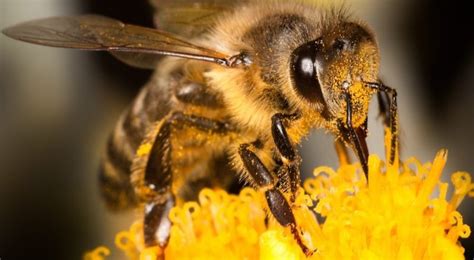 Abejas Información importancia hábitat características tipos