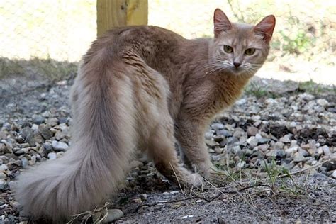 Somali Cat Colors: Rarest to Most Common - A-Z Animals