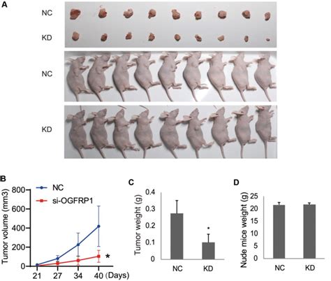 The Knockdown Of OGFRP Inhibited Tumor Growth In Nude Mice A