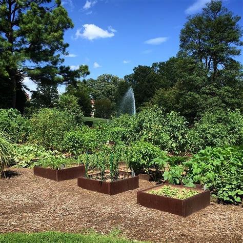 A Look Back at Michelle Obama’s Vegetable Garden Over the Years | Vogue