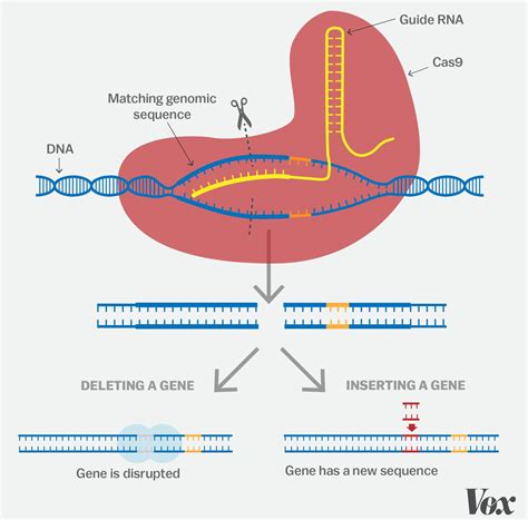 Crispr And Gene Editing Revolutionizing Medicine And Shaping The