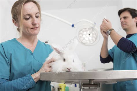 Vets Giving Angora Rabbit Dental Checkup Stock Image F0219444