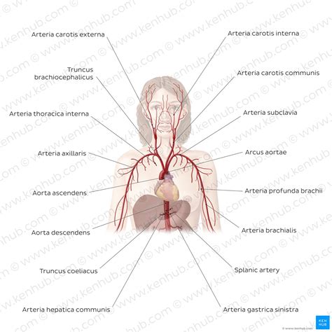 Grundlagen Der Anatomie Berblick Kenhub