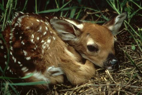 How Often Do Deer Have Babies? (Deer Breeding Cycle Guide) – Fauna Facts