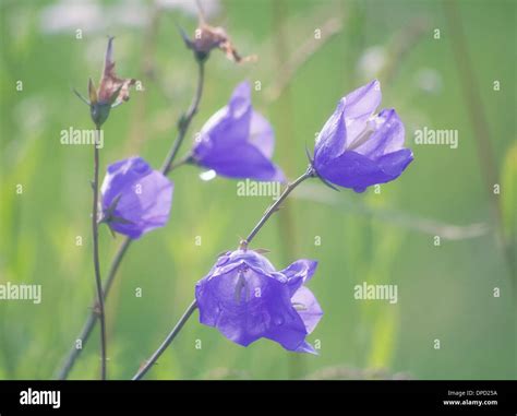 Wild Flowers Close Up Stock Photo Alamy