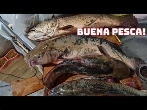 Pesca De Bagres Y Tararira Uruguay Youtube