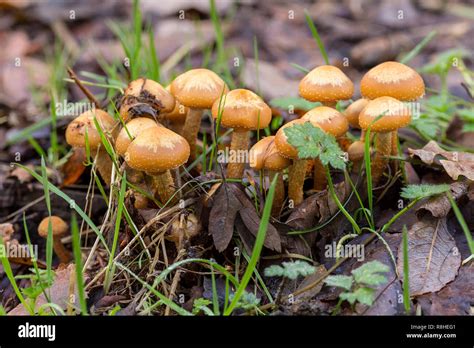 Fungi Fungus Toadstool Mushroom Orange Yellow Stock Photo Alamy