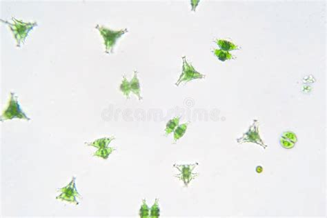 Freshwater Aquatic Plankton Under Microscope View Stock Photo - Image ...