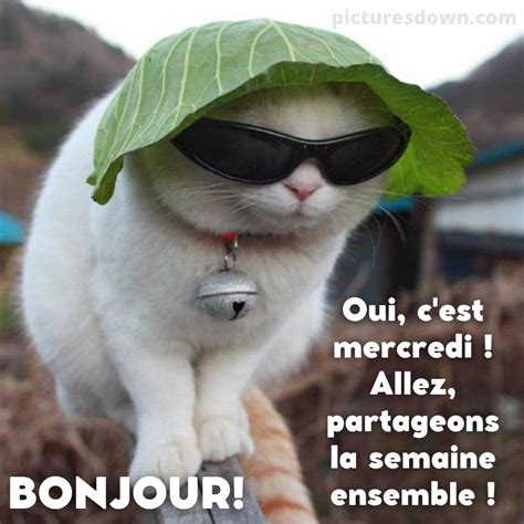 Photo Humour Bon Mercredi Chat Avec Des Lunettes Picturesdown