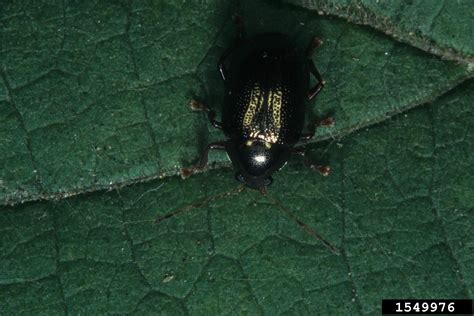 Imported Willow Leaf Beetle Plagiodera Versicolora