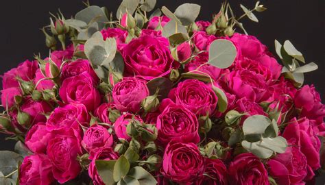 Roses, Closeup, Wine color, Flower-bud, HD Wallpaper | Rare Gallery