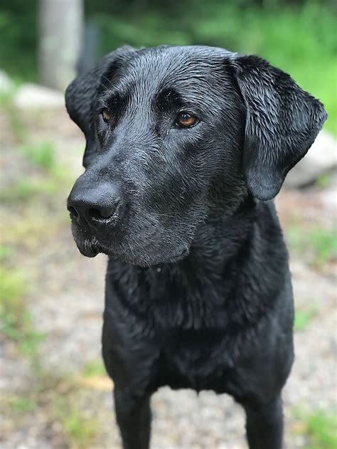 Lab Black Lab Dog Labrador Purebred Retriever Outdoor Flare