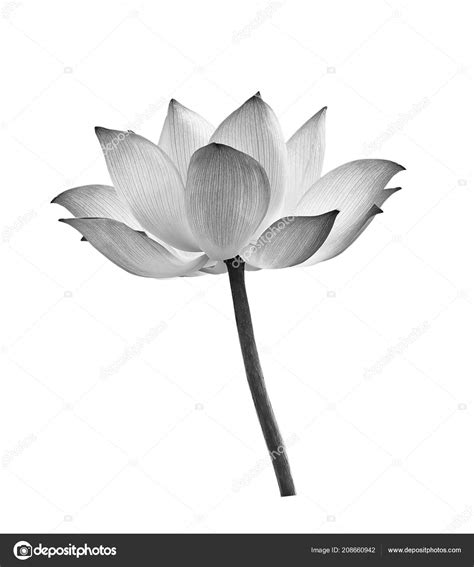 Lotus Flower Pictures Black And White | Best Flower Site