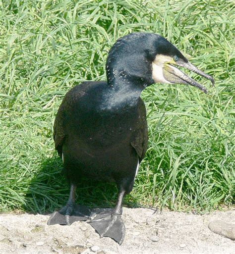 Kormoran im Tierporträt - Tierlexikon / MediaTime Services