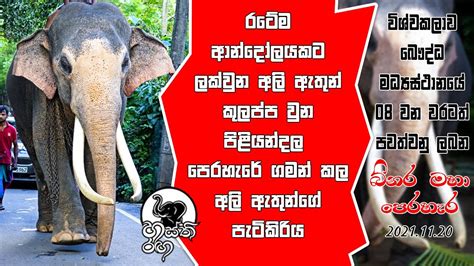 පිළියන්දල බිනර මහා පෙරහැර වර්නවත් කල දැවැන්තයන් Hasthi Ranga හස්ති