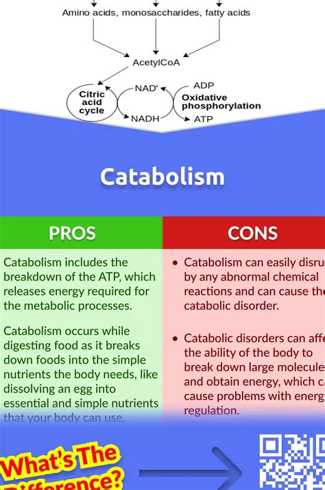 7 Diferencia Notable Entre Anabolismo Y Catabolismo Ieb Barceloneta