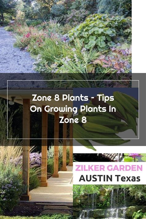 Zone 8 Planting Guide Flowers – Yoiki Guide