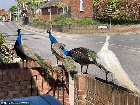 Flockdown Gang Of Mischievous Peacocks Run Amok In Kent Village