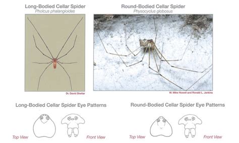 Spider Identification Guide Pestnet Spider Identification Spider Crab Spider