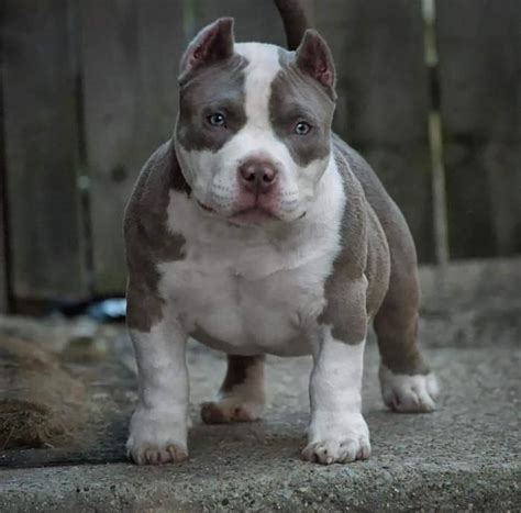 American Bully Puppies Price