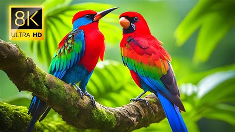 Captivating Ultra HD 8K HDR Video Of Exotic Tropical Colorful Birds In