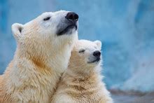 polar bear  stock photo public domain pictures