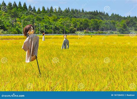 Rice field in Japan stock image. Image of foods, blues - 18728455