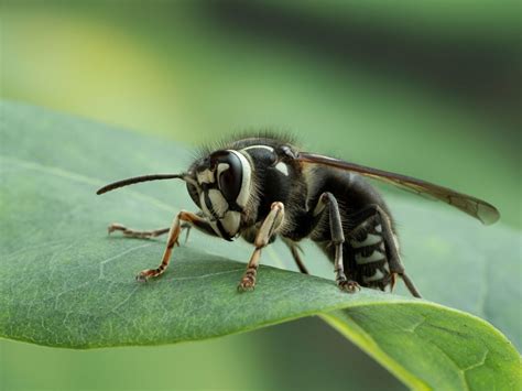 Bald Faced Hornets' Nest Removal - Connecticut Termite and Pest Control