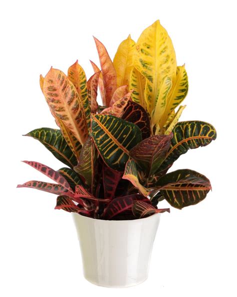 Common Tropical House Plants Plant Ideas