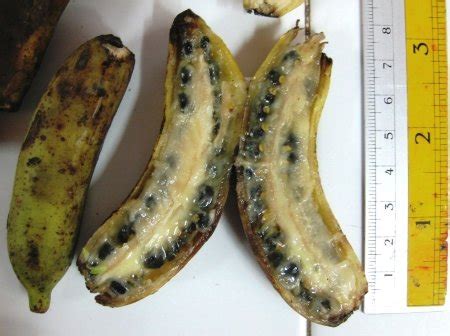 Wild banana Musa acuminata var. chinensis or var. burmannica from Luang... | Download Scientific ...