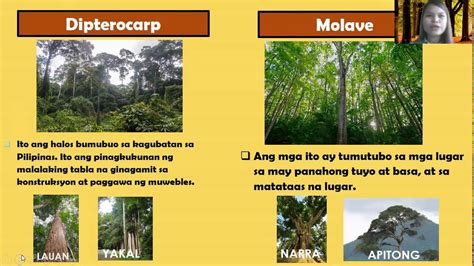 ano ang yamang gubat brainlyph