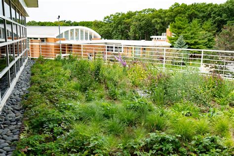 Intensive Versus Extensive Green Roofs What Are They And Which Is