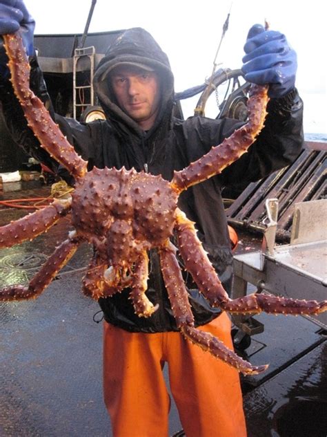 Largest King Crab