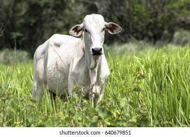 Herd Nelore Cattle Grazing Pasture Stock Photo Shutterstock