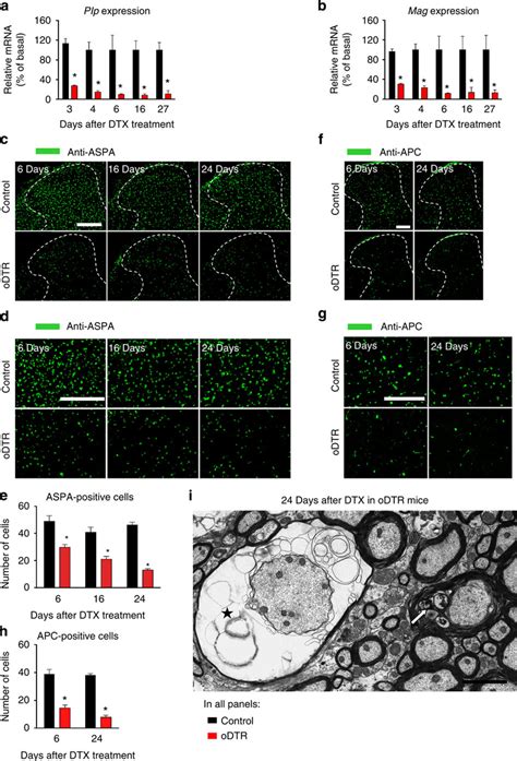 Analysis of spinal expression of oligodendrocyte markers and ...