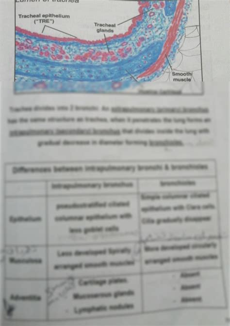 Solution Histology Respiratory System Studypool