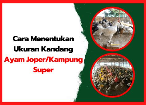 Cara Menetukan Luas Kandang Ayam Kampung Super