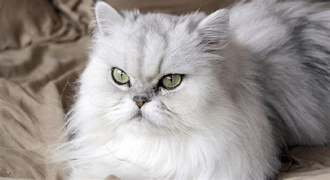 Persian Cat Breed Information - Pin Paws