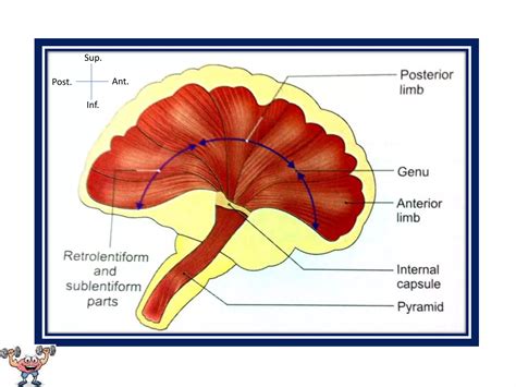 Internal Capsule-Anatomy | PPT